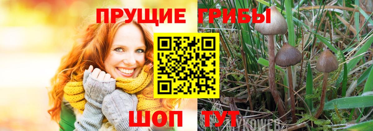 Галлюциногенные грибы Psilocybine cubensis Чистополь